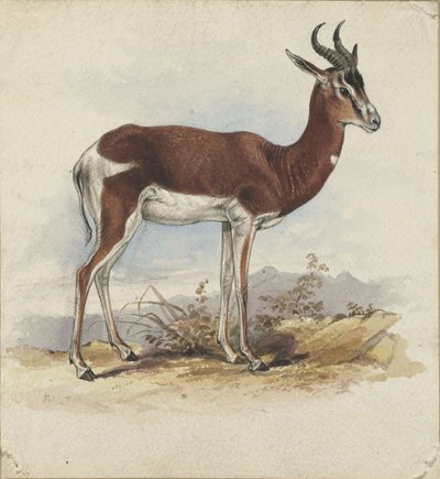 Ein Antilope von Edward Lear